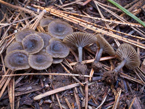 Arrhenia obscurata - Fungi species | sokos jishebi | სოკოს ჯიშები